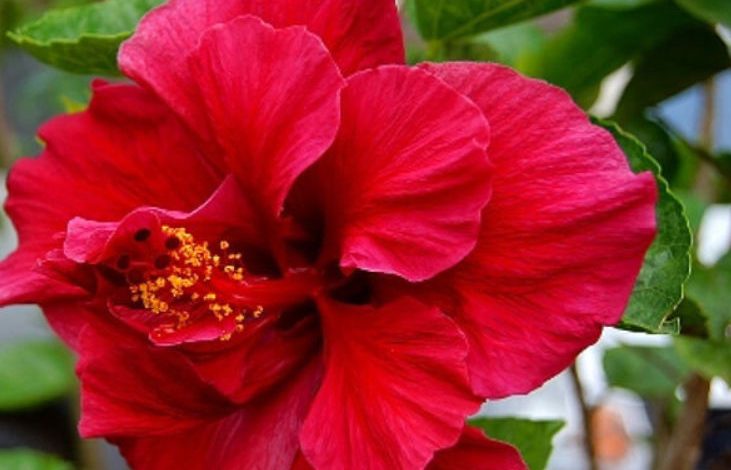 The Red Double Hibiscus Plant