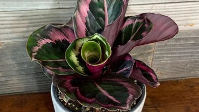 Red Calathea Plant