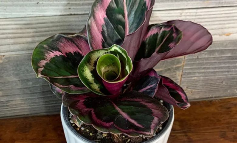 Red Calathea Plant