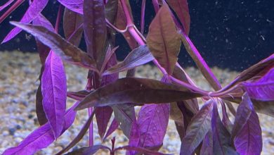 Understanding the Purple Aquatic Plant