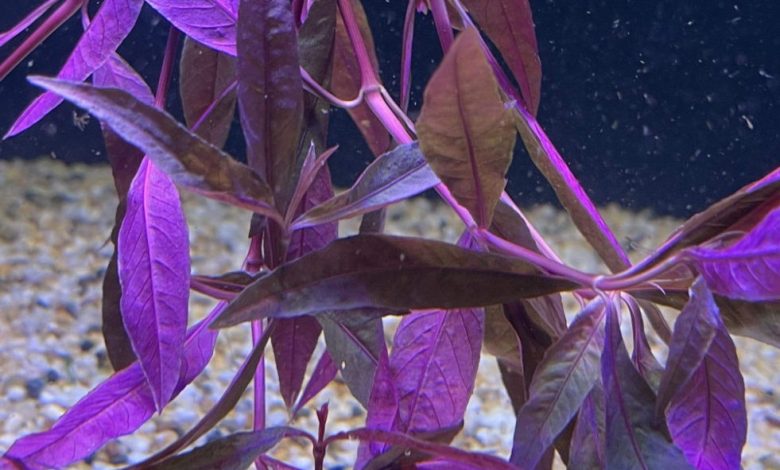 Understanding the Purple Aquatic Plant