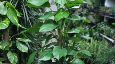 Pothos Pole Plants