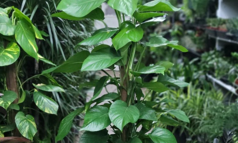 Pothos Pole Plants