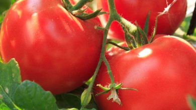 Pink Lady Tomato Plants