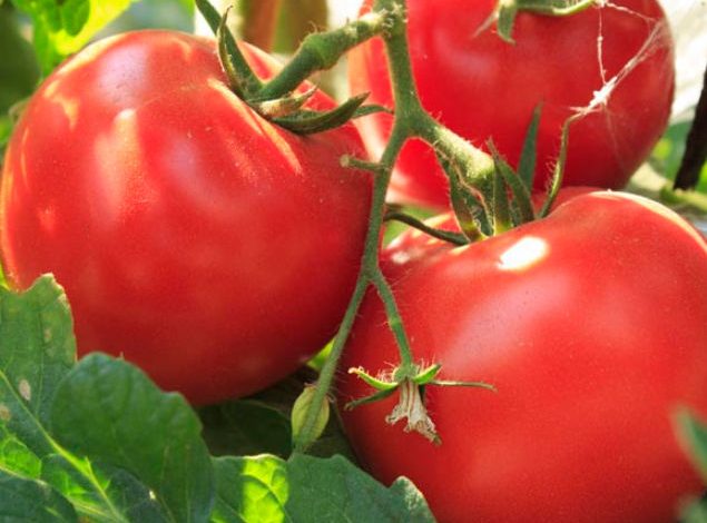 Pink Lady Tomato Plants