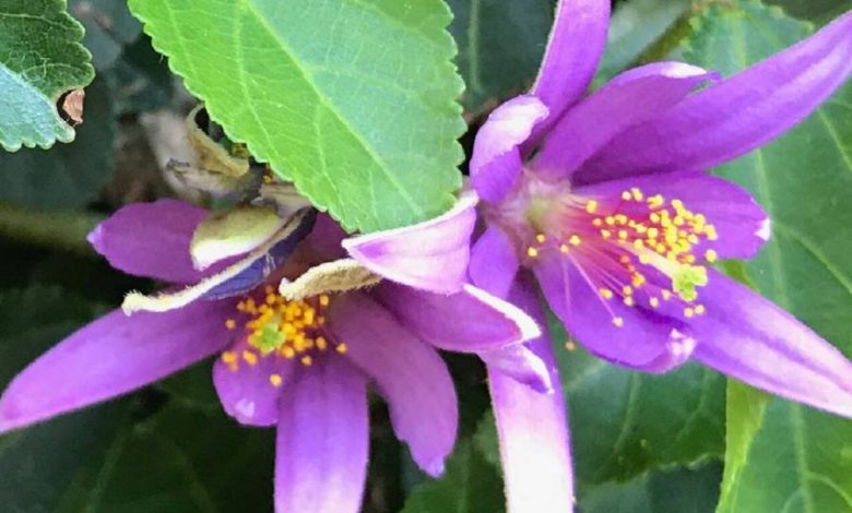 The Lavender Star Flower Plant