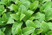 Kentucky Colonel Mint Plant