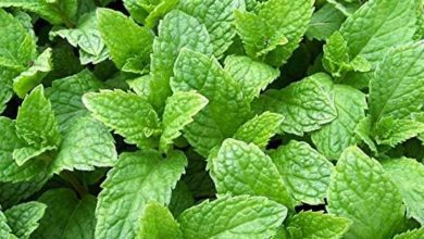 Kentucky Colonel Mint Plant