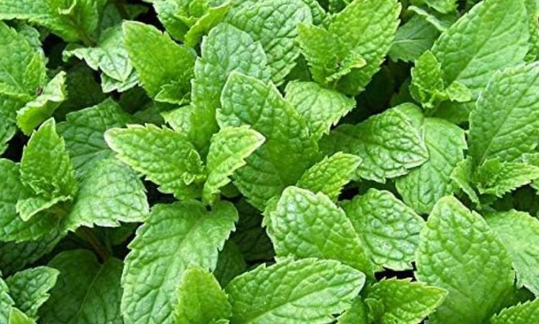 Kentucky Colonel Mint Plant