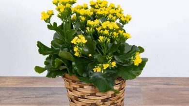 Kalanchoe Plant with Yellow Flowers