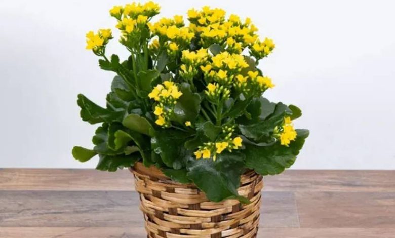 Kalanchoe Plant with Yellow Flowers