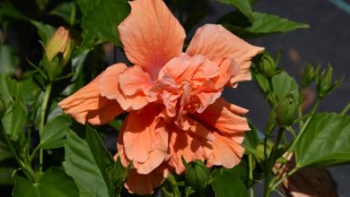 Peach Hibiscus Plant