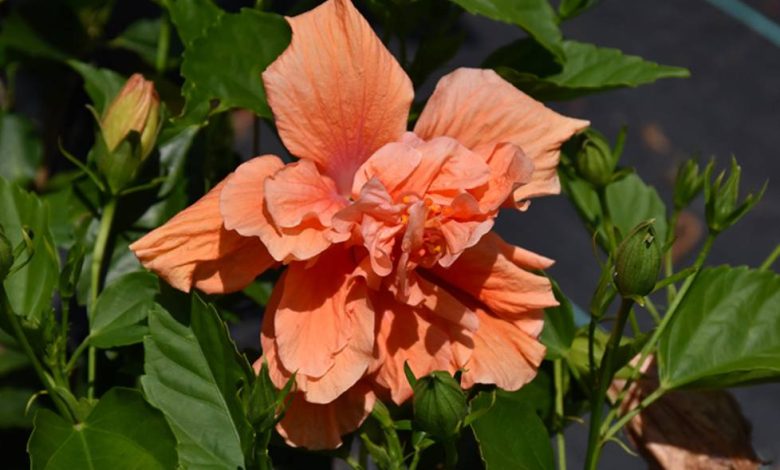 Peach Hibiscus Plant