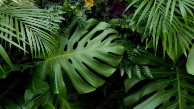 Tropical Plant Leaves