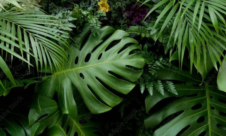 Tropical Plant Leaves