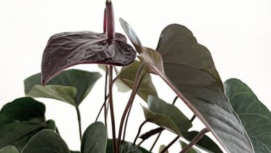 Black Anthurium Plant