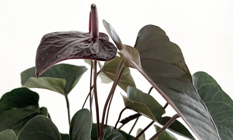 Black Anthurium Plant