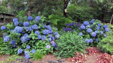 Blue Hydrangea Planter