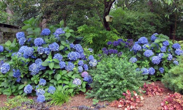 Blue Hydrangea Planter