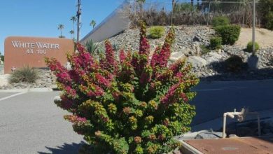 Bougainvillea Torch Glow Plant