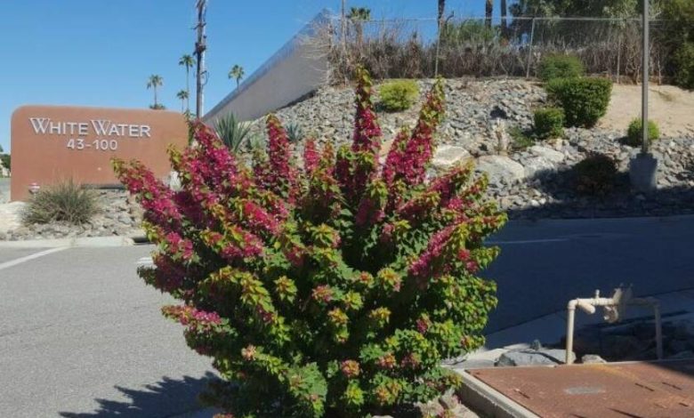 Bougainvillea Torch Glow Plant