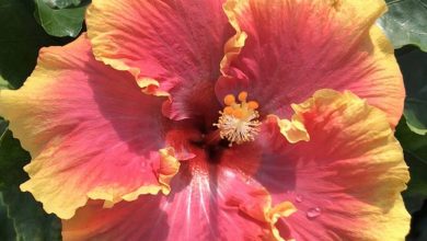 Cajun Hibiscus Plants