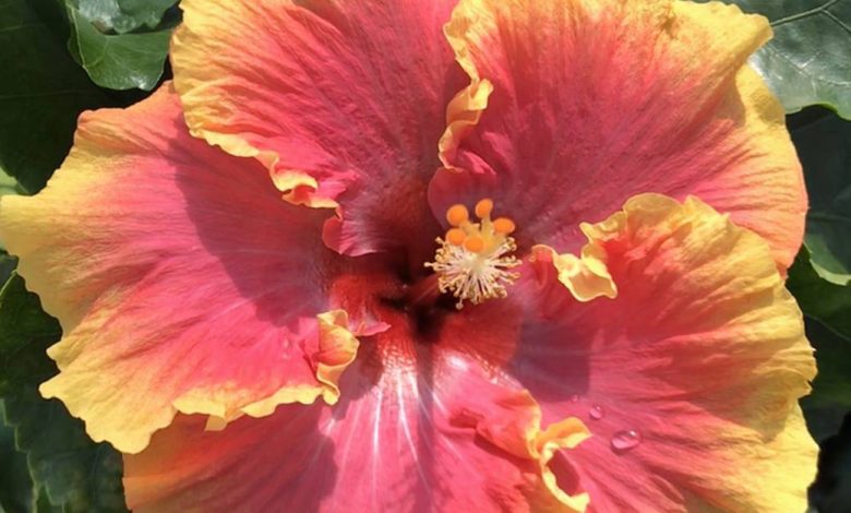 Cajun Hibiscus Plants