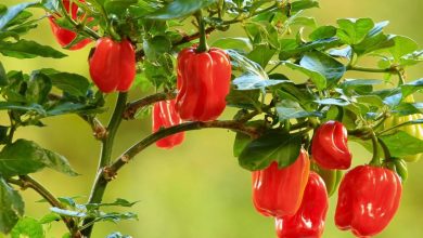 Caribbean Red Pepper Plants