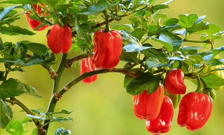 Caribbean Red Pepper Plants