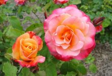 Granada Rose Plant