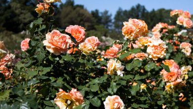 Arizona Rose Plant