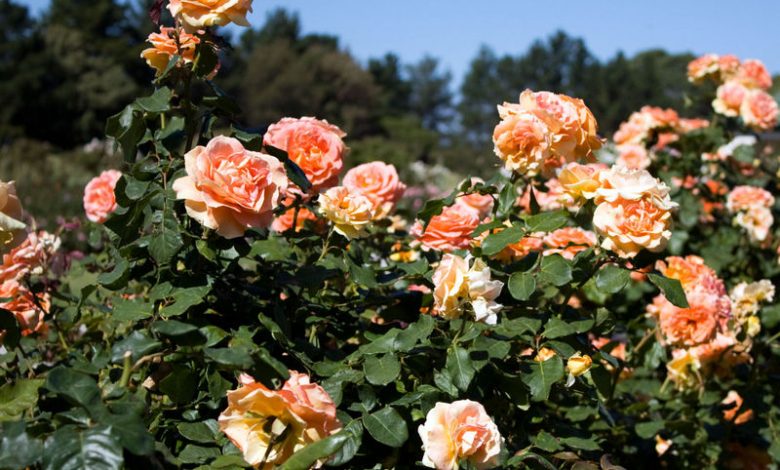 Arizona Rose Plant