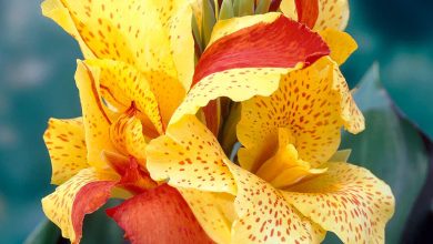 Canna Cleopatra Plant