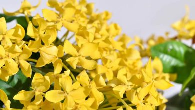 The Yellow Ixora Plant