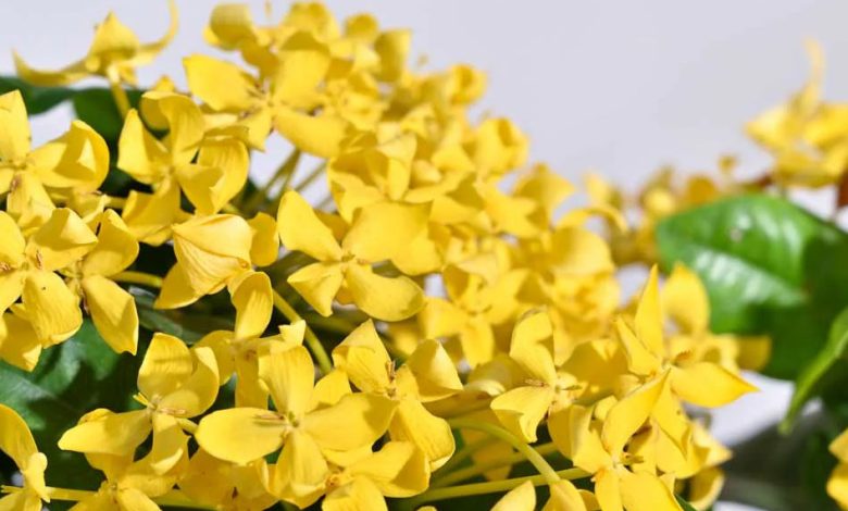 The Yellow Ixora Plant