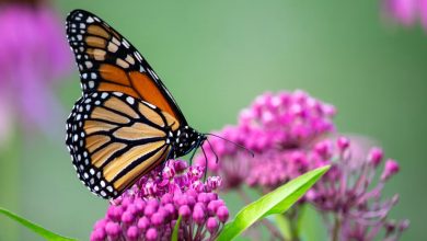 butterfly plants