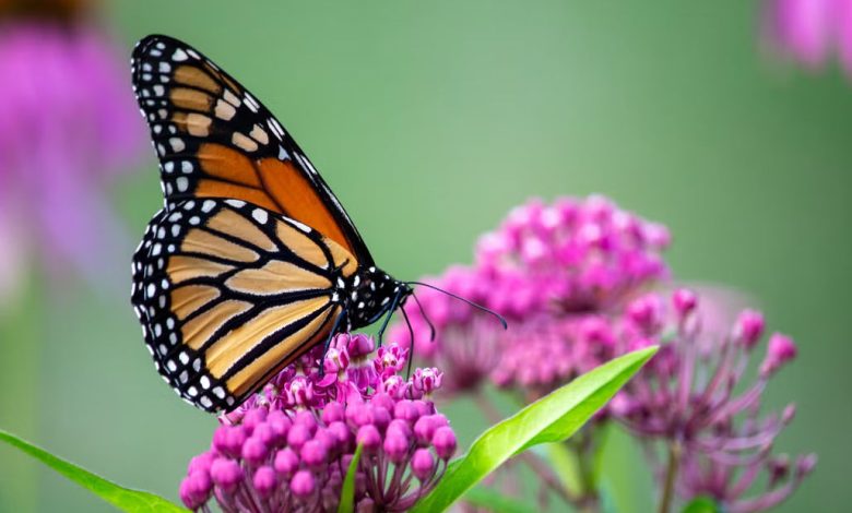 butterfly plants