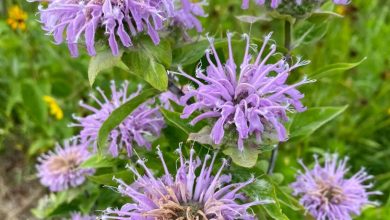 bergamot plant