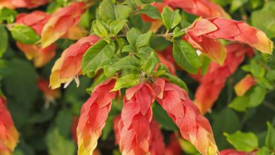 shrimp plant