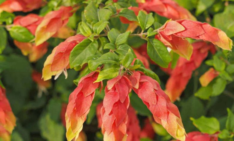 shrimp plant