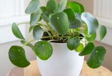 pilea plant