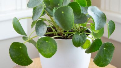 pilea plant