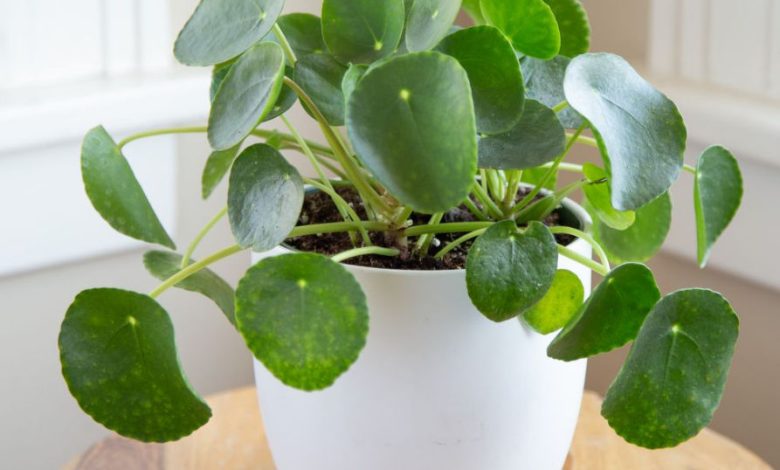 pilea plant