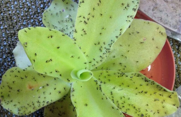 butterwort plant