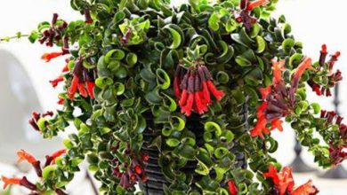 Lipstick Plant