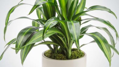 The Dracaena Plant