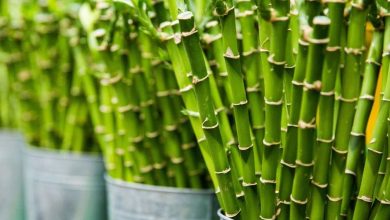 Bamboo Plants