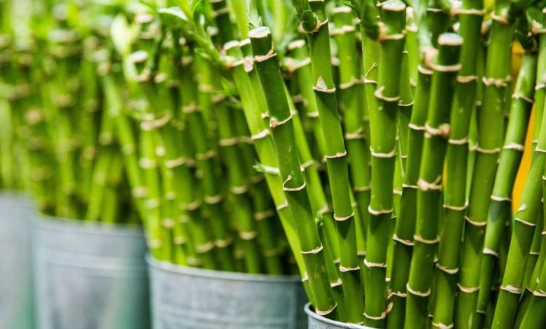 Bamboo Plants