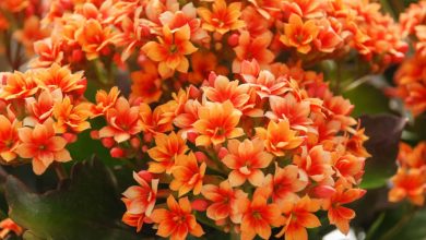 Kalanchoe Plant