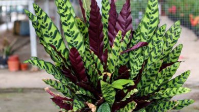 Rattlesnake Plant